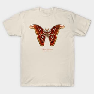 Moth - Attacus Lorquinii, male T-Shirt